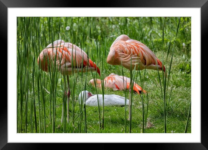 Chilean Flamingo Birds Sleeping Framed Mounted Print by Artur Bogacki