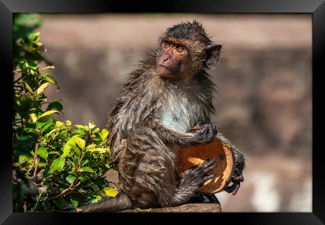 Wet Crab-eating Macaque With Coconut Shell Framed Print by Artur Bogacki