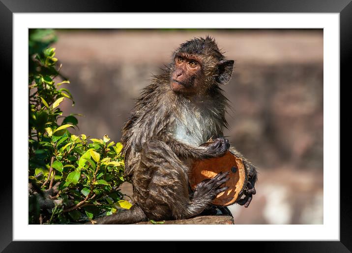 Wet Crab-eating Macaque With Coconut Shell Framed Mounted Print by Artur Bogacki