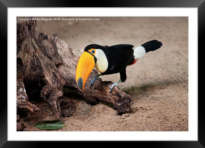 Toco Toucan on Tree Trunk Framed Mounted Print by Artur Bogacki