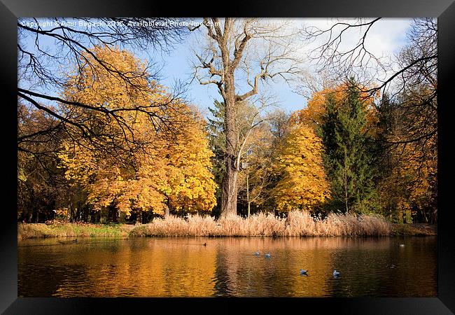 Lazienki Park Autumn Scenery Framed Print by Artur Bogacki