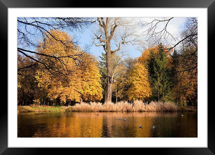 Lazienki Park Autumn Scenery Framed Mounted Print by Artur Bogacki