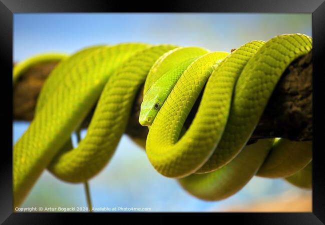 Green Mamba Coiled Up On A Branch Framed Print by Artur Bogacki
