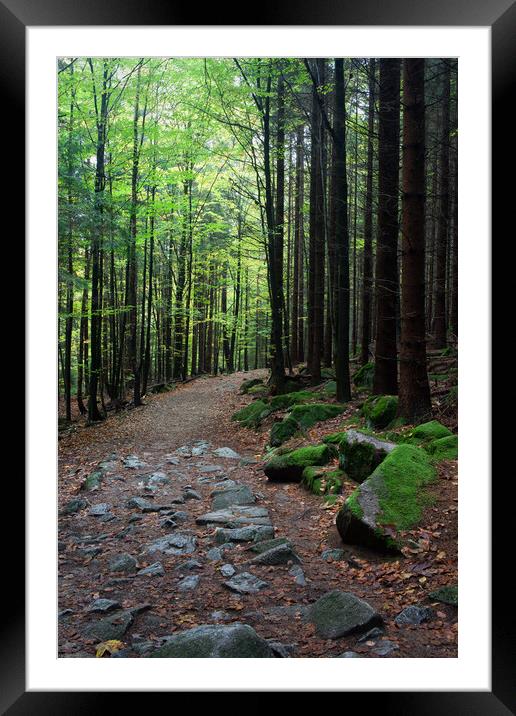 Path in Mountan Forest Framed Mounted Print by Artur Bogacki