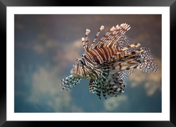 Red Lionfish Venomous Fish Framed Mounted Print by Artur Bogacki