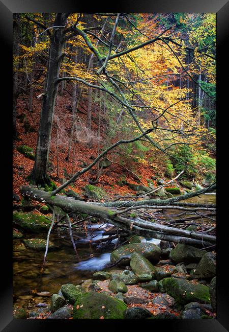 Fallen Tree Over Stream In Autumn Forest Framed Print by Artur Bogacki