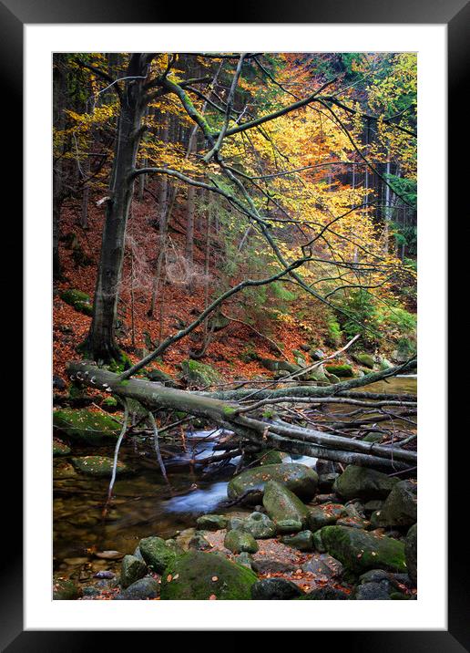 Fallen Tree Over Stream In Autumn Forest Framed Mounted Print by Artur Bogacki