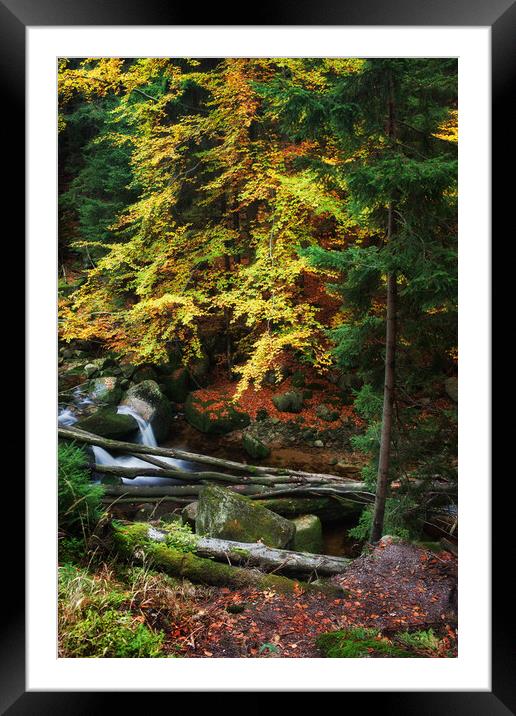 Autumn Forest Creek With Fallen Trees Framed Mounted Print by Artur Bogacki