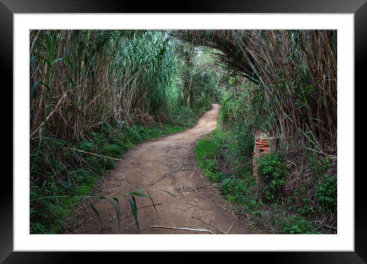 Rural Road Through Reeds Framed Mounted Print by Artur Bogacki