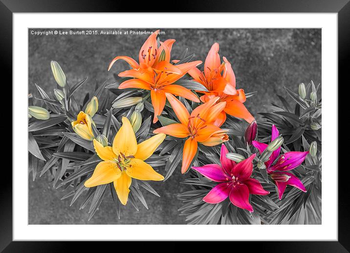  Colour Burst Lilies Framed Mounted Print by Lee Burtoft