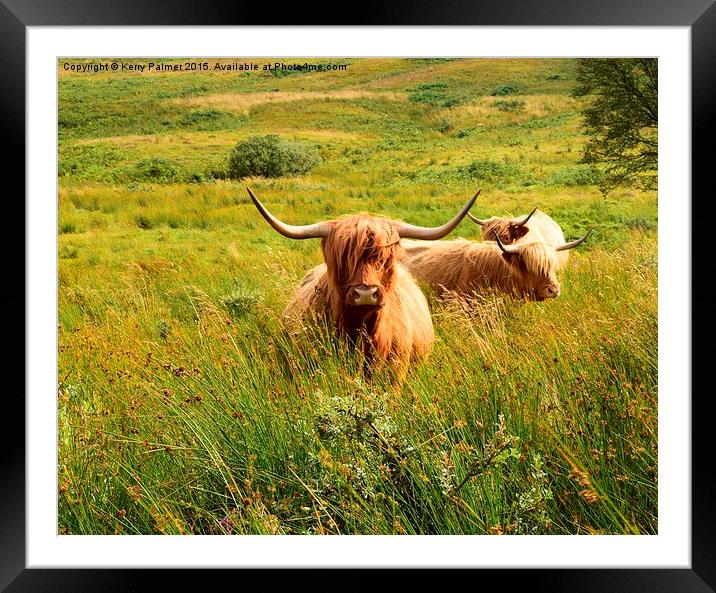 Highland Cattle Framed Mounted Print by Kerry Palmer