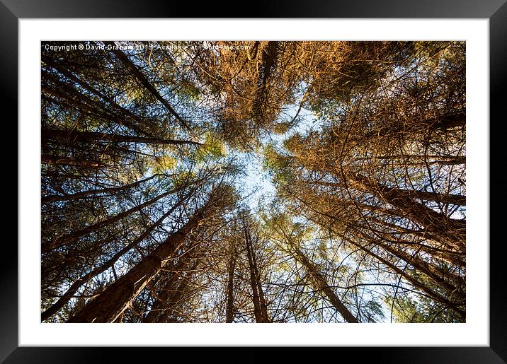 Forest Skyline - Looking up at trees in a forest Framed Mounted Print by David Graham