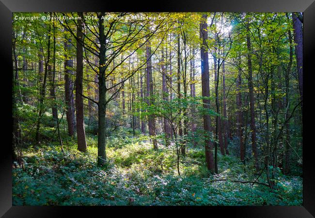 Sun through woodland trees Framed Print by David Graham