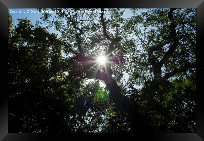Sunflare through tree Framed Print by David Graham