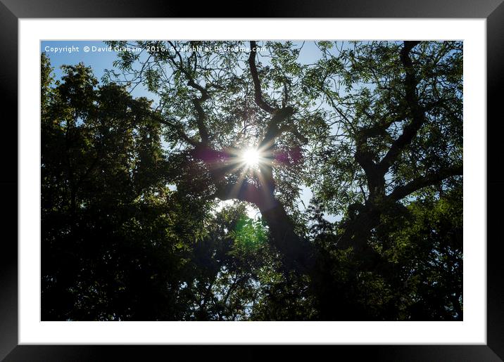 Sunflare through tree Framed Mounted Print by David Graham