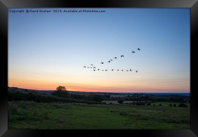 Geese flying in V formation over Silver Hills - Su Framed Print by David Graham