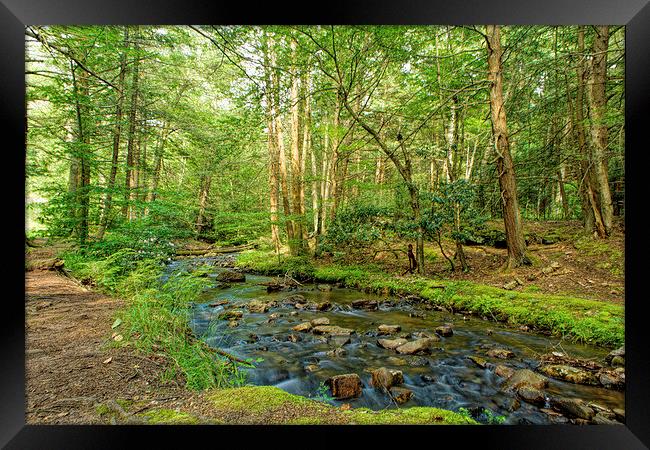 Lonely Creek Framed Print by Sarah Ball