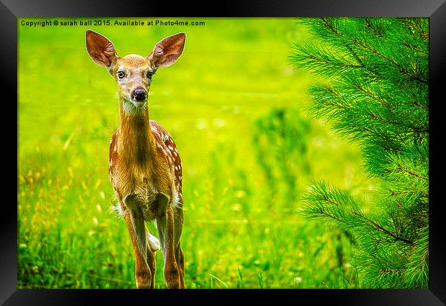  White-Tail Fawns Curiousity Framed Print by Sarah Ball