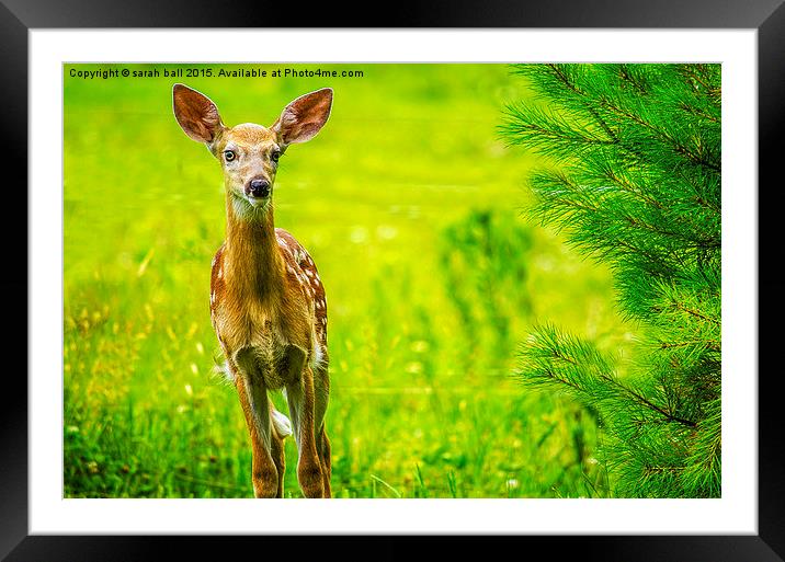  White-Tail Fawns Curiousity Framed Mounted Print by Sarah Ball