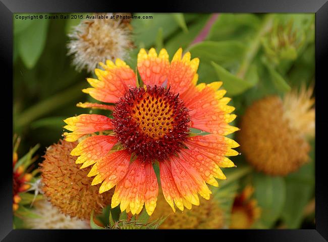  Coreopsis Flower Framed Print by Sarah Ball