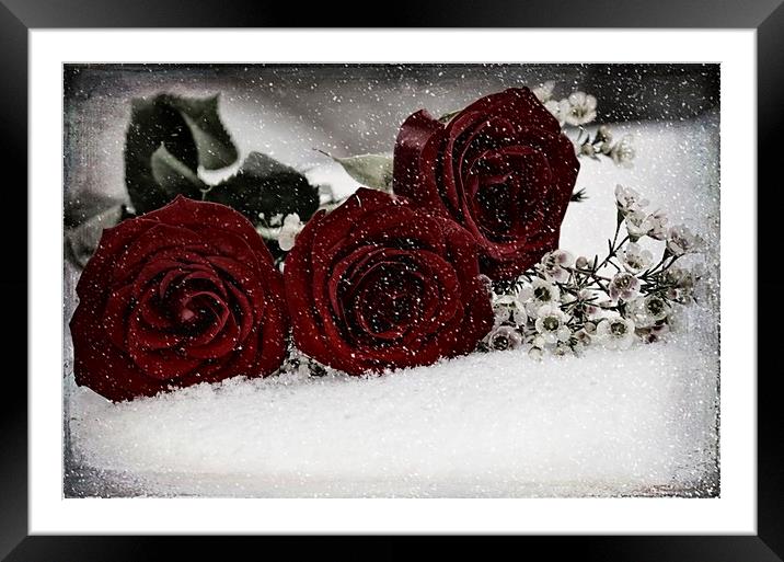 Red Roses with a Touch Framed Mounted Print by Sarah Ball