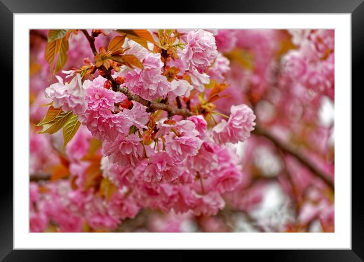 Flowering Pink Cherry Framed Mounted Print by Sarah Ball