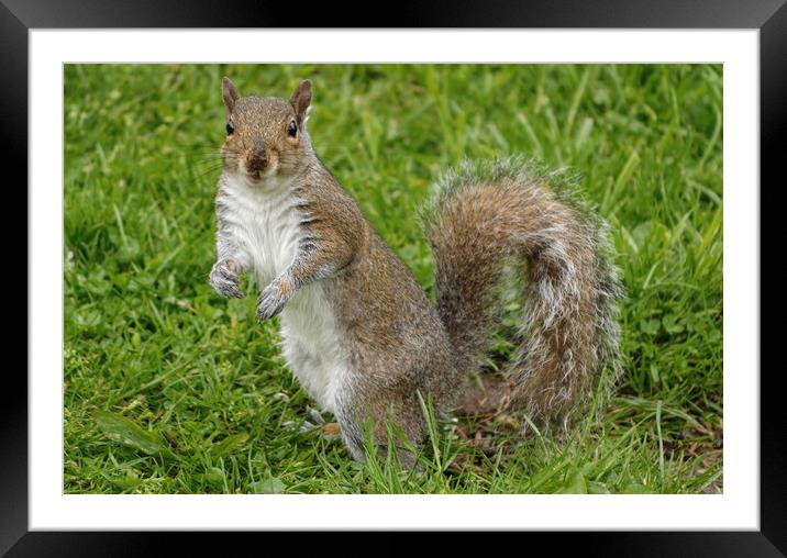 Happy Smiling Grey Squirrel Framed Mounted Print by Sarah Ball