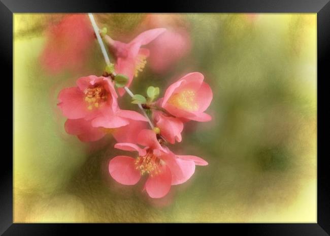Pink Flowers with a Texture Framed Print by Sarah Ball