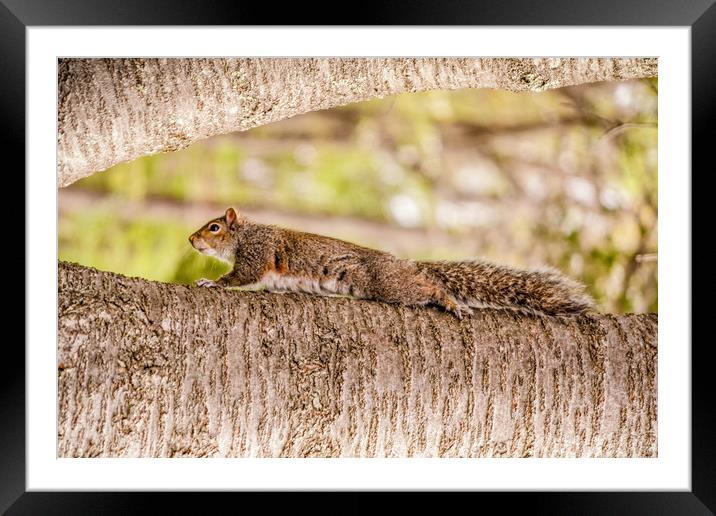 Grey Squirrel Framed Mounted Print by Sarah Ball