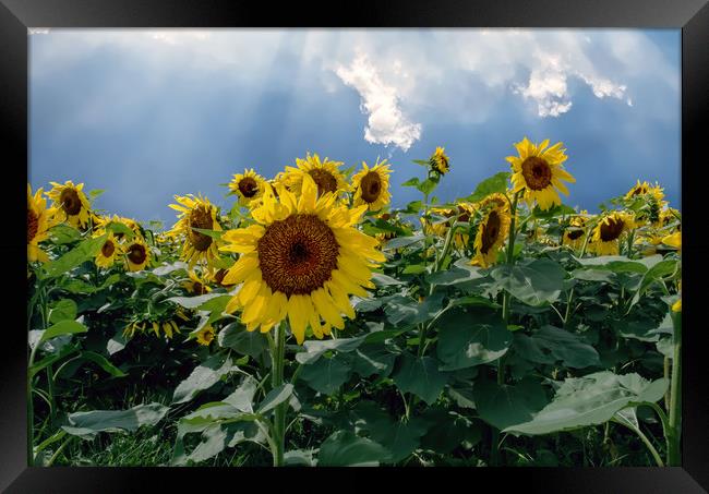 Sunflowers Framed Print by Sarah Ball