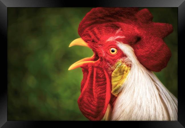 Say What? Rooster Framed Print by Sarah Ball