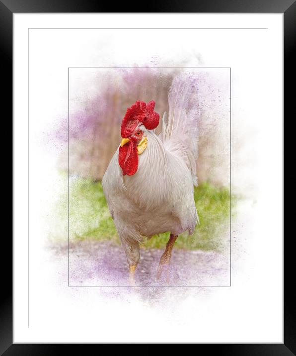 Beautiful Rooster Framed Mounted Print by Sarah Ball
