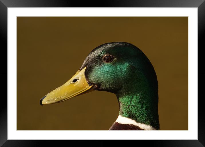 Ducks head Framed Mounted Print by Mark Walsh