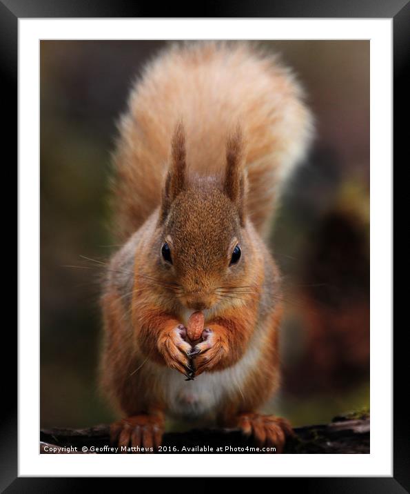 Red Squirrel Feeding Framed Mounted Print by Geoffrey Matthews