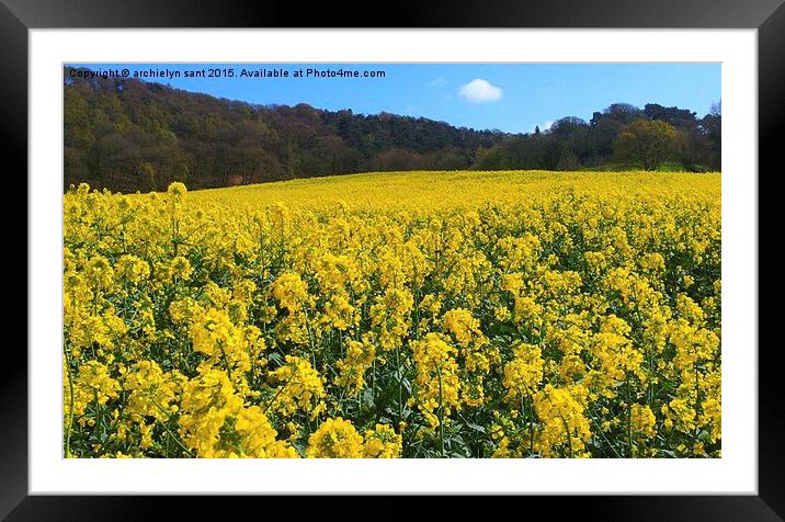 Rapeseed field, UK Framed Mounted Print by archielyn sant