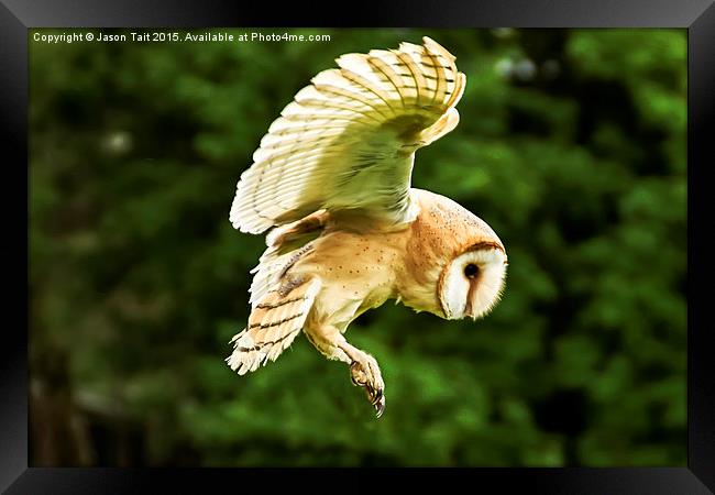  Barn Owl in Flight Framed Print by Jason Tait