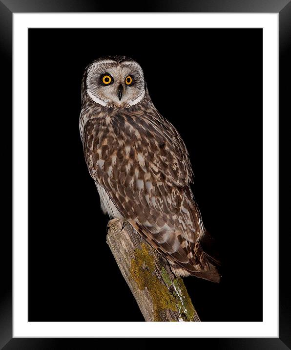  short eared owl Framed Mounted Print by mark chidwick