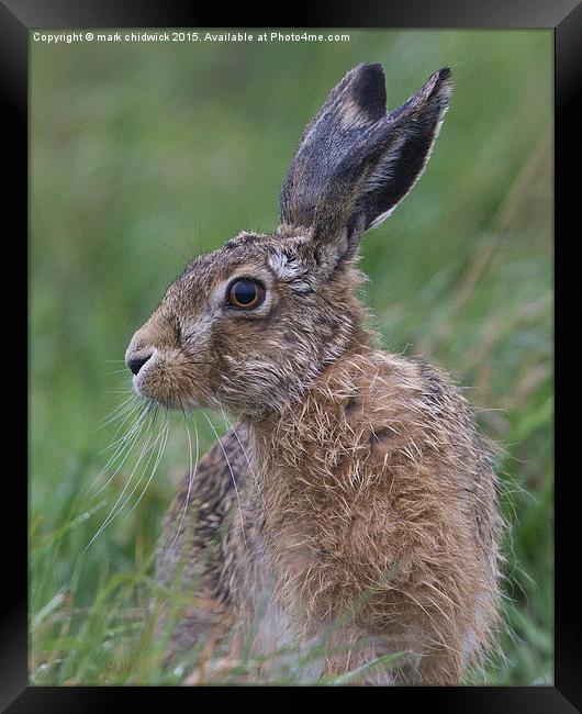  soggy hare Framed Print by mark chidwick