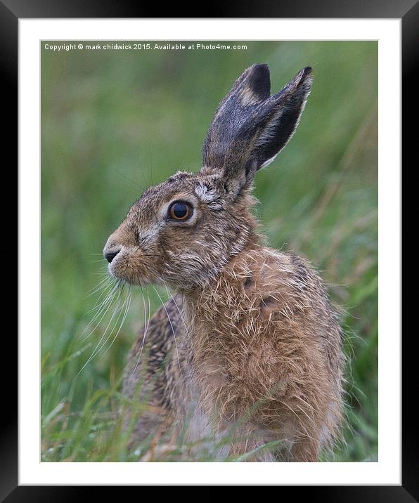  soggy hare Framed Mounted Print by mark chidwick