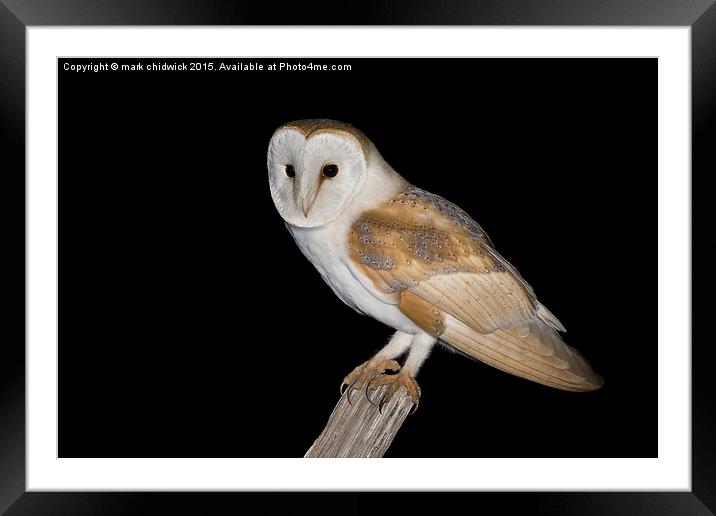 barn owl  Framed Mounted Print by mark chidwick