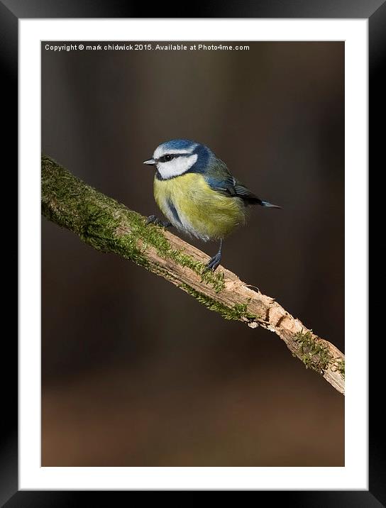  blue tit Framed Mounted Print by mark chidwick