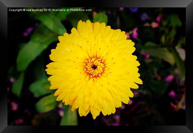  the yellow wild flower Framed Print by naz kearney