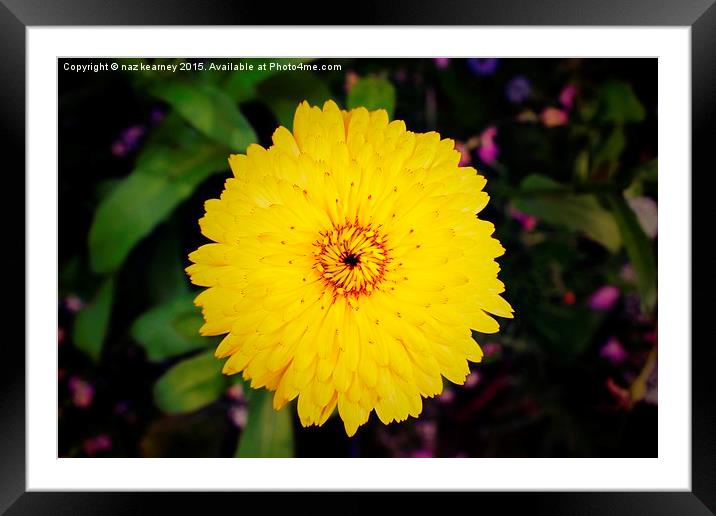 the yellow wild flower Framed Mounted Print by naz kearney