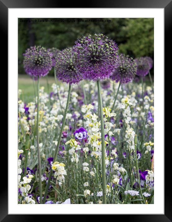  Alliums Framed Mounted Print by Sara McAllister