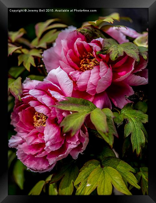 Two Pink Roses Framed Print by Jeremy Bell