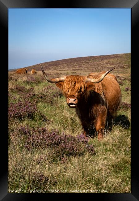 Highland cattle Framed Print by Daryl Peter Hutchinson