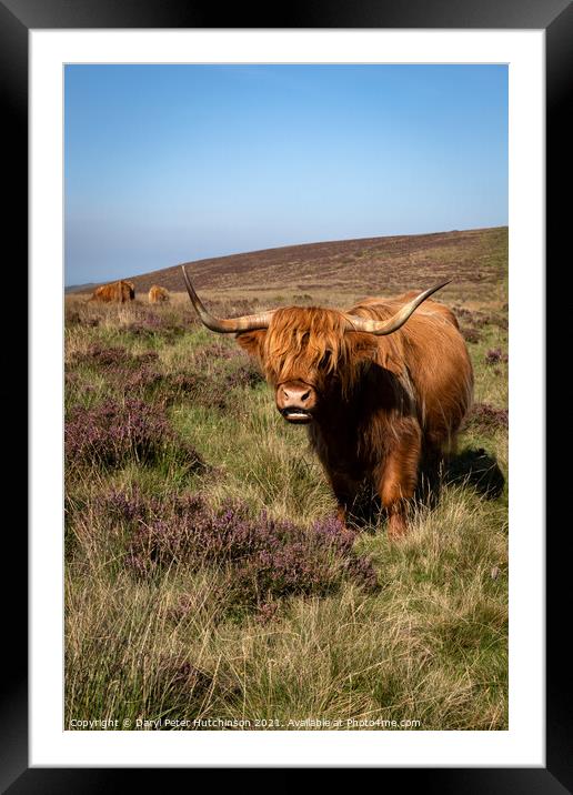 Highland cattle Framed Mounted Print by Daryl Peter Hutchinson