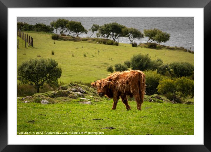 Highland Calf. Bad hair day Framed Mounted Print by Daryl Peter Hutchinson