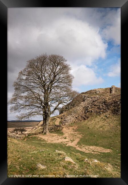 Hadrians Wall and the Sycamore tree Framed Print by Daryl Peter Hutchinson