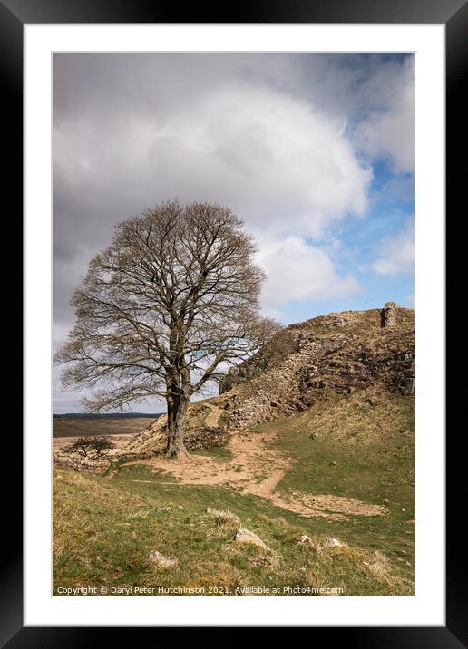 Hadrians Wall and the Sycamore tree Framed Mounted Print by Daryl Peter Hutchinson